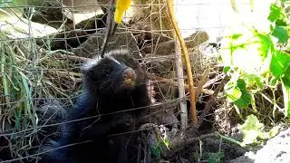 How not to free a skunk from a fence