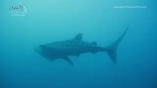 WHALE SHARK | Rhincodon typus