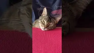 Dudu D&uuml;ş&uuml;ncelere Daldı