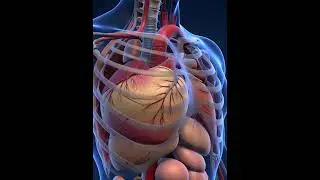 Autonomic Function Test: Evaluates involuntary nervous system activity #health #facts #abnormal