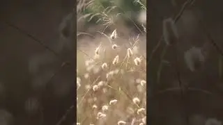 Grass in autumn