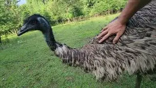 Emu claw up close!!!