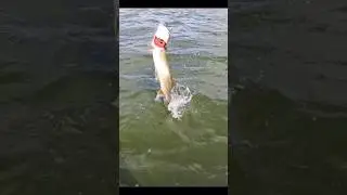 Crazy jump 🔥🎣 #pike #attack #fishing #щука #рыбалка #pikefishing #атакащуки #spinning
