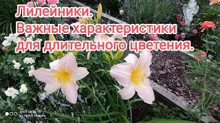 Лилейники Важные характеристики для длительного цветения