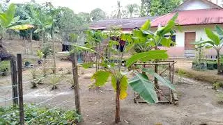 belakang rumah