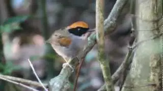 Conopophaga melanops - Pyriglena leucoptera