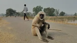 Village Road Encounter | Langur Sitting Calmly on the Road | Real Wildlife Scene