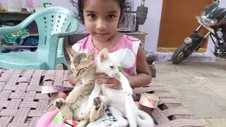 #cat#pets#kittens#smallkittens