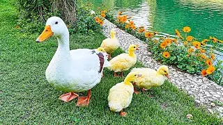 Healing Nature Scene 🍃Duck Family, Soft Piano & Nature Sounds for Inner Calm 💞