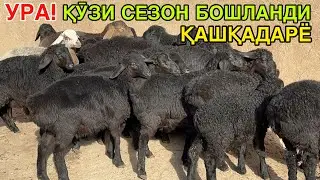 СУЛТДАН ЧИҚҚАН ҚӮЗИЛАР КЕЛДИ. ☎️+998995639400
