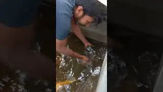 Fish Lover Amir