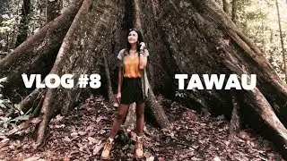 [VLOG#8] Tawau and the Tallest Tropical Tree in the World