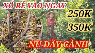 📞 HẰNG 0382804806 MAI TÀNG CHƠI TẾT THANH LÝ MỨC RẺ VÀO NGAY BAO SHIP 17/01/2026 | Bến Tre Ơi