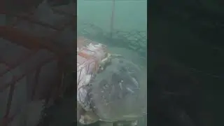 Crabs FEASTING on CHICKEN! #shorts #fishing #crab #crabbing