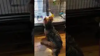 Roxy watching Zebra Finch 3-23-21