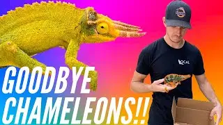 Chameleons Going To A Better Home :(