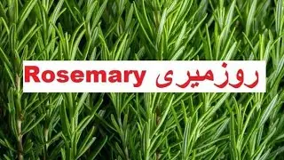 Rosemary 🌱🌳🌱🌳روزمیری