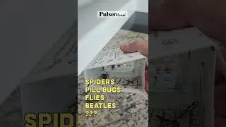 Check out the spider we caught: BUG TRAP 1 MONTH UPDATE #spider #bug