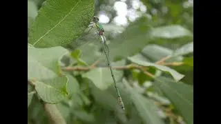 Back to Bevercotes for Willow Emerald Damselfly
