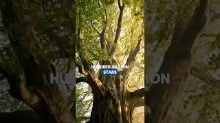Trees vs. Stars: The SHOCKING Truth!