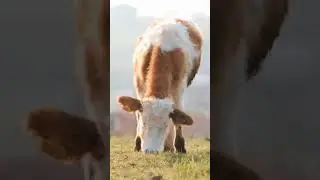 Cow grazing sound