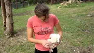 Restraining a chicken.