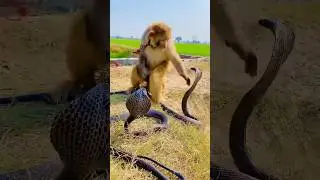 Black cobra is trying to bite the monkey 🐍🐒🐒 || #shorts #monkey #cobra #trending #viralvideo