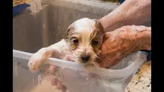 Bathing a Havanese Puppy