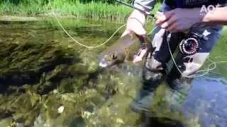 Fliegenfischen auf &Auml;schen & Forellen - Balkan Fly Fishing Tour - Grayling & Trout
