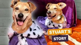 King Stuart's Story | Play The Rescue Lottery by Dogs 4 Rescue
