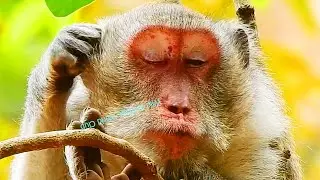 Congrats! Jane Monkey So Hurt Her Pregnant & Giving A Newborn Baby Birth Soon!!!
