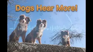 Can Dogs Hear Ants Whisper? The Science of Canine Hearing