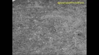 Grey squirrel eating at night