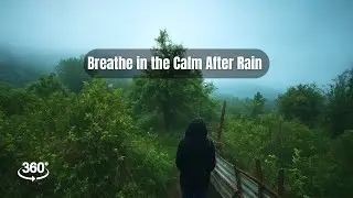 360&deg; Rainy Forest Escape | Calm After the Storm 🌧️