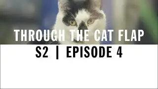 FIV Cats: Symptoms, Care & Adoption | Through The Cat Flap | S2 | Episode 4