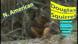 Douglas Squirrel facts 🐿 pine squirrel found in the Pacific Northwest of North America
