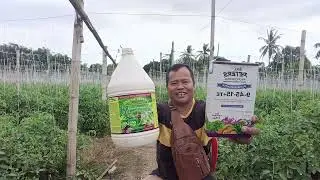  Foliar fertilizer na maganda gamitin pang parami ng mga bulaklak,bunga sa lahat natin mga pananim 