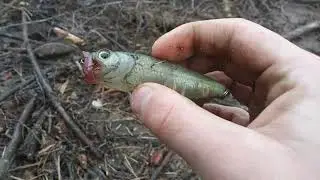 Lure Hunting Susquehanna River: Last day of 2020