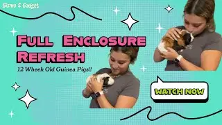 Full Cage Reset for My Baby Guinea Pigs | Meet Gizmo & Gadget!