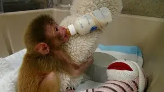 Funny Monkey Videos - A Funny Monkeys Compilation 2017