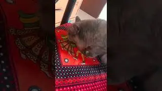 What human food can cats eat daily