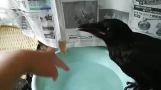 6月20日、カラス、384g