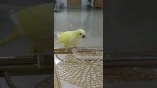 Yellow Quaker Parrot Feeding Time