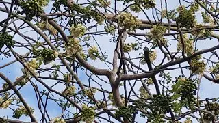 Bee collecting Nectar of Kapok flowers. 