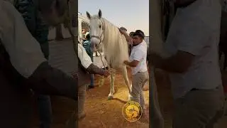 Cuadra Martinez Preparando Los Caballos para el show Ecuestre de El Chapoo De Sinaloa