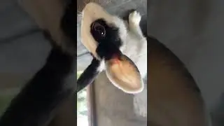 GiNNi eating his breakfast live
