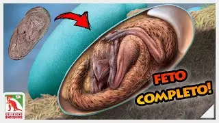 Embri&atilde;o fossilizado de dinossauro preservado inteiro no ovo!