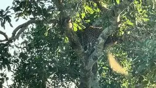 Kruger National Park Part IV. #krugernationalpark #wildlife