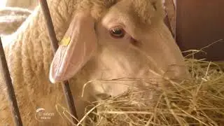 Uzgoj Virtemberg rase ovaca u selu Kloka - U nasem ataru 718