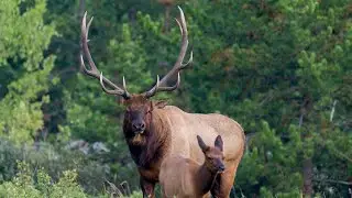 Biggest Bull Elk Herding and Courting During the Rut